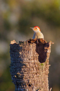 Close-up of bird perching on tree