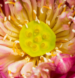 Full frame shot of pink flowering plant