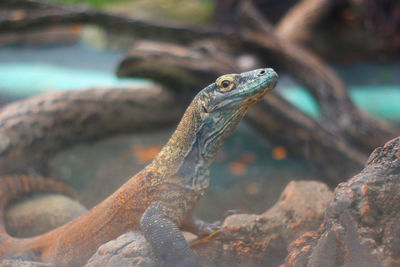 Close-up of lizard on rock