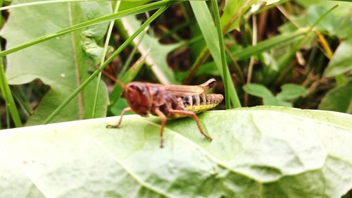 Close-up of insect on leaf