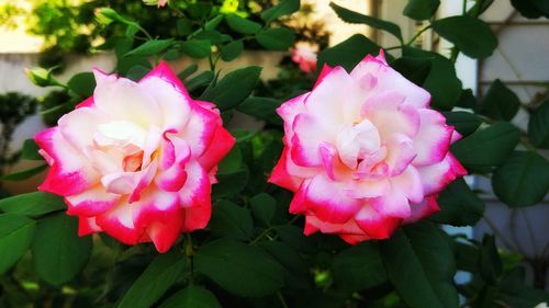Close-up of pink flowers