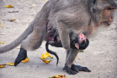 Macaque long tailed monkey, close-up genus macaca cercopithecinae, monkeys in thailand. asia.