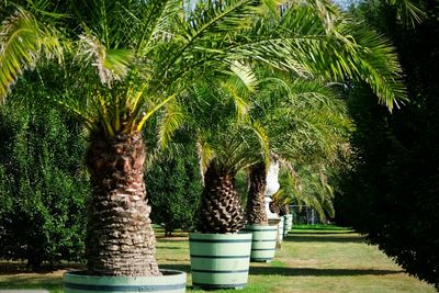 View of palm trees