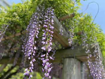 Low angle view of purple flowering plant against building