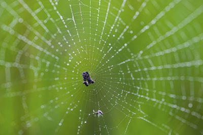 Close-up of spider on web