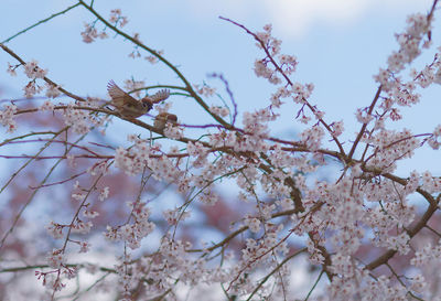 Low angle view of cherry blossom against sky