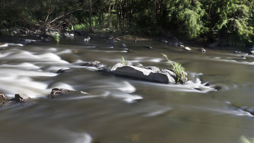 Ducks swimming in river