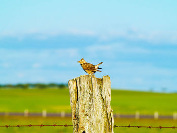 Bird perching on wooden post on field against sky