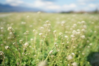 Close-up of flowering plant on field