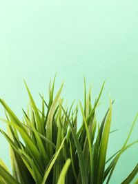 Close-up of fresh green grass in water