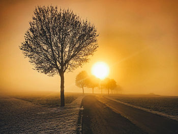 Bare tree on field against sky during sunset