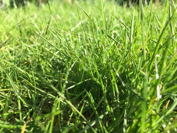 Close-up of grass growing on field