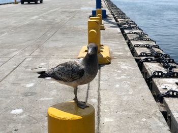 High angle view of seagull perching on footpath