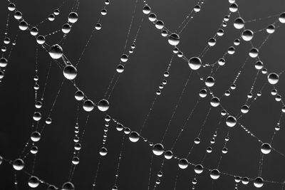 Close-up of water drops on spider web