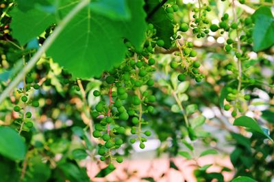 Close-up of berries growing on tree