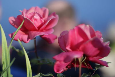 Close-up of pink flowers blooming against sky