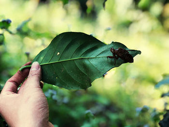 Close-up of hand holding leaves