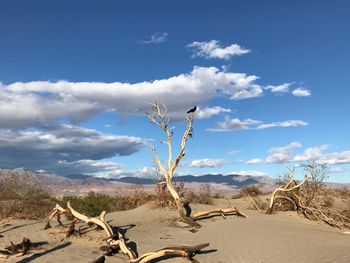 Bare tree on desert against sky