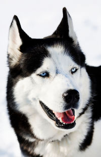 Close-up of dog on snow