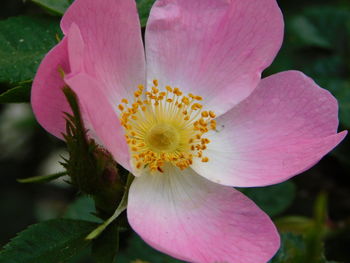 Close-up of pink flower