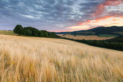 Scenic view of field against sky during sunset