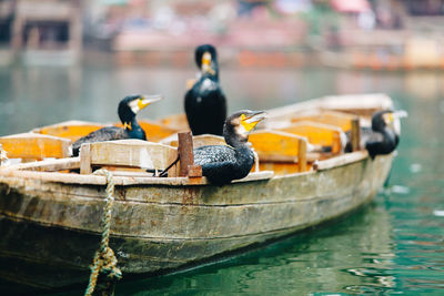 Pigeons perching on a boat