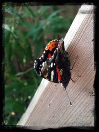 Close-up of butterfly on wooden surface