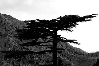 Low angle view of tree against sky