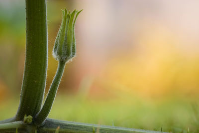 Close-up of succulent plant