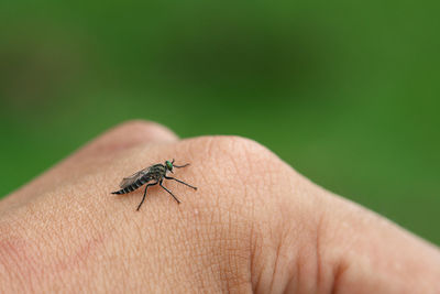 Close-up of fly on hand