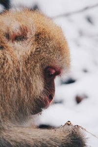 Close-up of a dog looking away