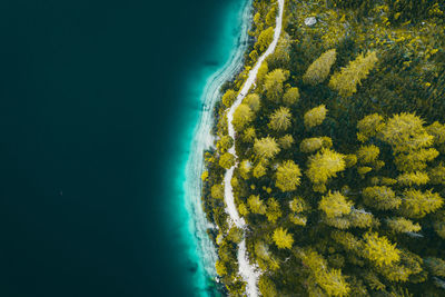 Close-up of yellow flowering plants by sea