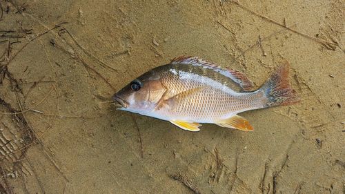 High angle view of fish in sand