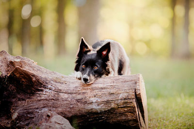 Close-up of dog standing on field