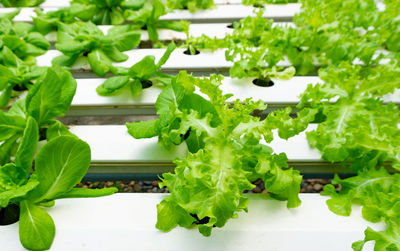 Close-up of chopped vegetables on table