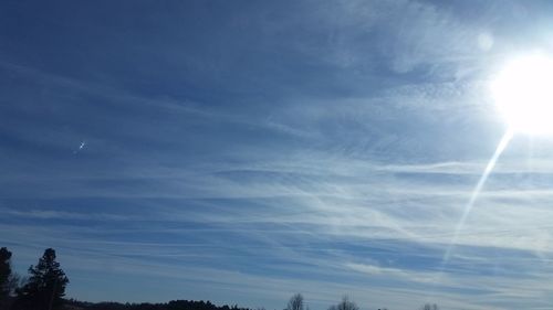 Trees against sky