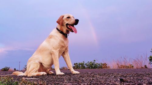 Dog looking away while standing against sky