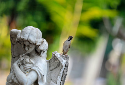 Bird perching on statue against blurred background