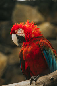 Close-up of bird perching on branch