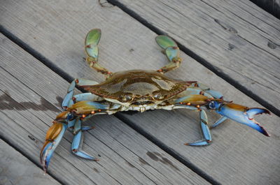High angle view of crab on table