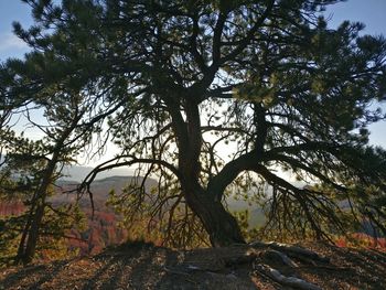 Trees in forest