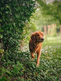 Dog looking away on field