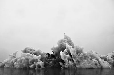 Bird floating on sea against clear sky