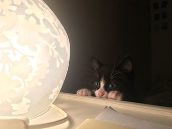 Close-up portrait of cat by illuminated lamp on table