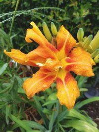 Close-up of yellow flower