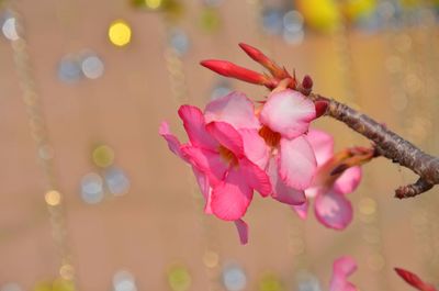 Close-up of pink flowers on tree