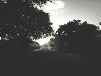 Road along trees