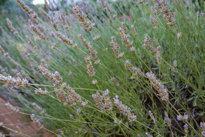 Close-up of flowering plants on land