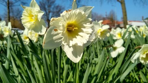 Close-up of white daffodil flowers