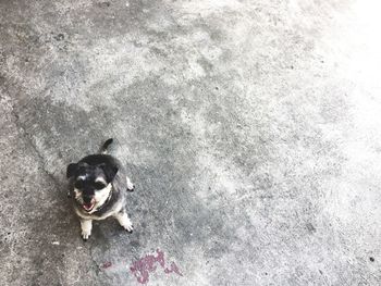 High angle portrait of dog